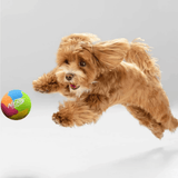 A small fluffy brown dog jumps in mid-air toward a colorful Nerf ball on a light gray studio background.
