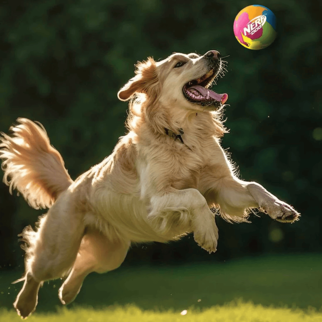 A golden retriever dog jumps in mid-air outdoors to catch a bright multicolor ball with the NERF logo, against a blurred green background.