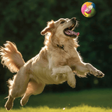 A golden retriever dog jumps in mid-air outdoors to catch a bright multicolor ball with the NERF logo, against a blurred green background.