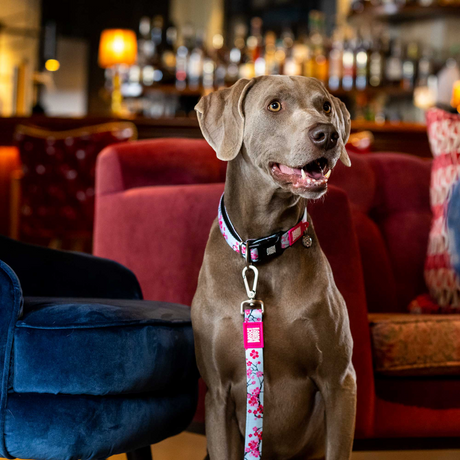 Weimaraner wearing a Max and Molly cherry blossom collar and leash.