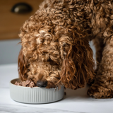 Red long haired dog eating Billy & Margot wet food from a ceramic bowl.