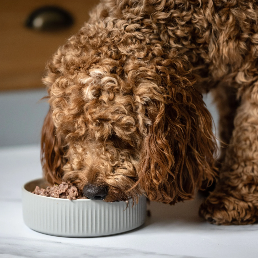 Fluffy red dog eating Billy and Margot wet dog food from a white ceramic bowl.