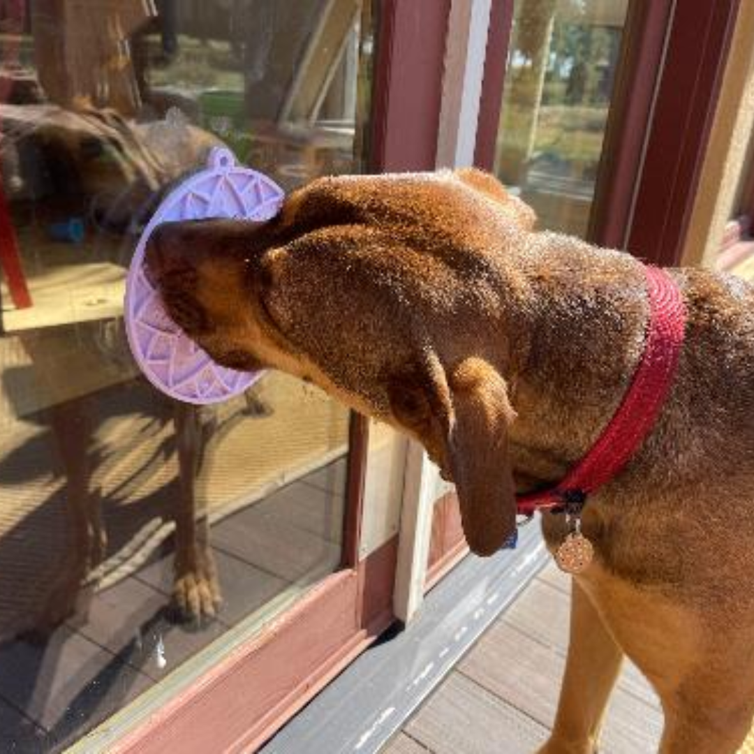 SodaPup Lotus eMat being used by a dog. Suction cups make it stick easy to glass, this time it is against a glass door pane.