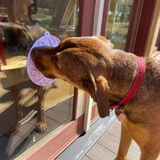 SodaPup Lotus eMat being used by a dog. Suction cups make it stick easy to glass, this time it is against a glass door pane.