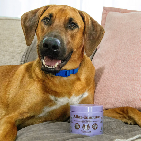 Dog on a sofa with a tub of The Natural Dog Company Aller-Immune chews between his front legs.