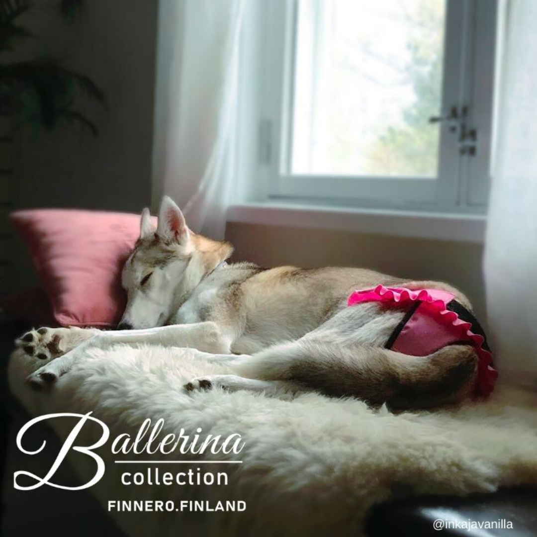 Sleeping husky wearing Finnero Heat and Incontinence Pants for female dogs