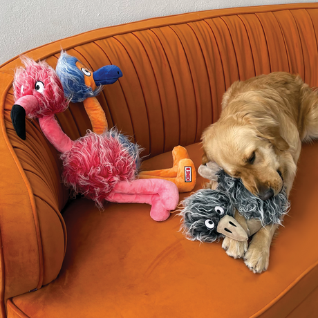 Golden Retriever chewing on a grey Kong Jumbo Bird on a orange sofa, beside a pink and a blue Kong Jumbo bird.