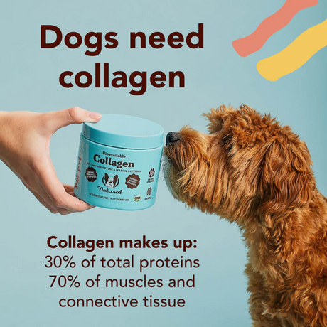 Orange dog sniffing a tub of Natural Dog Company Collagen in a person's hand, with text saying "Dogs need collagen. Collagen makes up: 30% of total proteins and 70% of muscles and connective tissue".