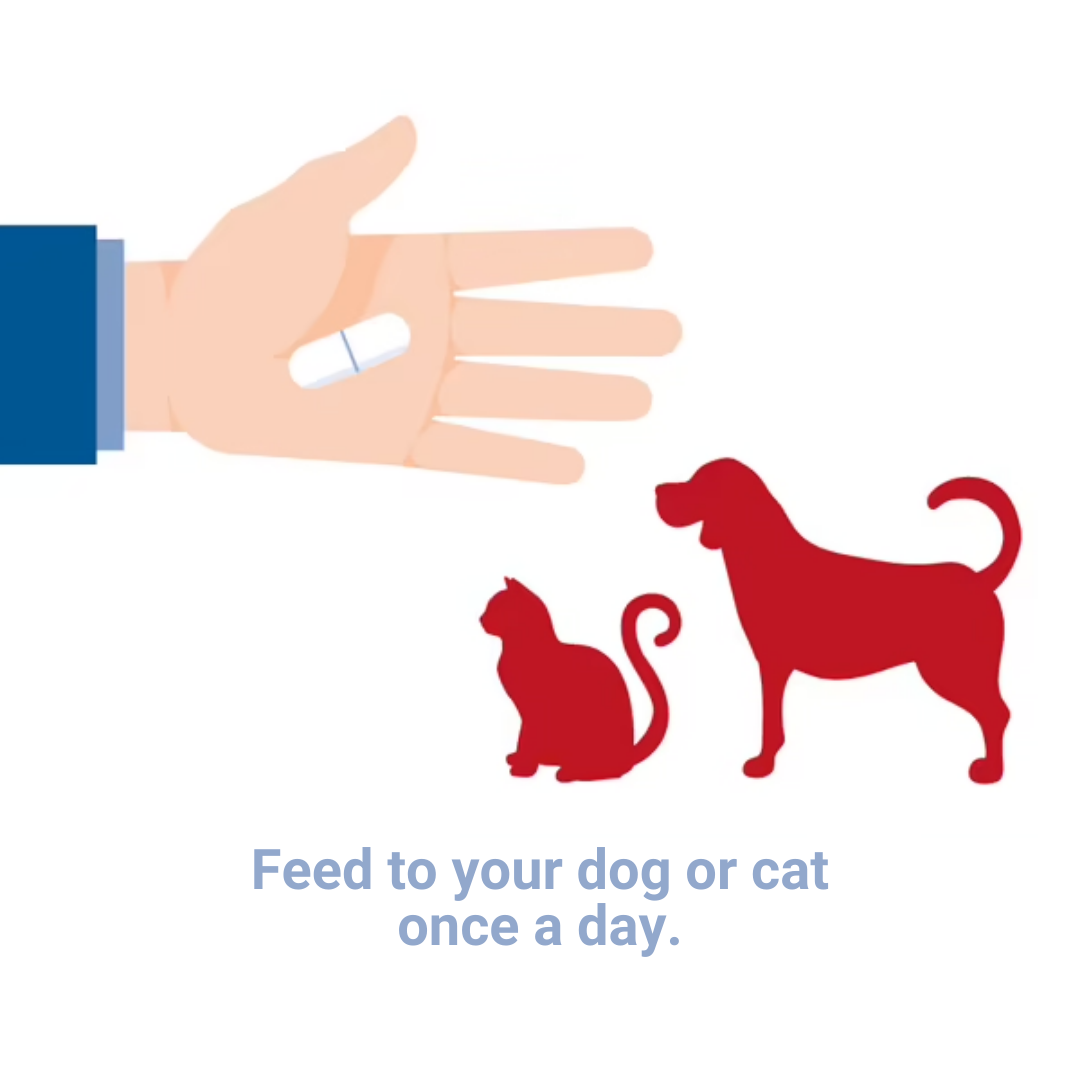PEA Palmitoylethanolamide can be fed to your dog or cat once a day.