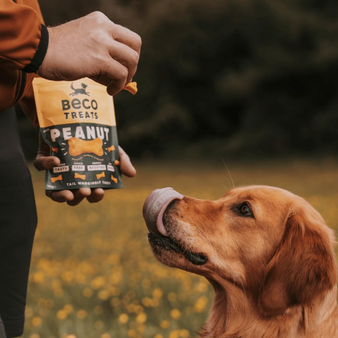 A golden retriever getting a treat from their owner. Their tongue is sticking out of their mouth in anticipation. Owner is holding one treat in one hand and a packet of Beco Peanut with Coconut & Turmeric dog treats in the other.