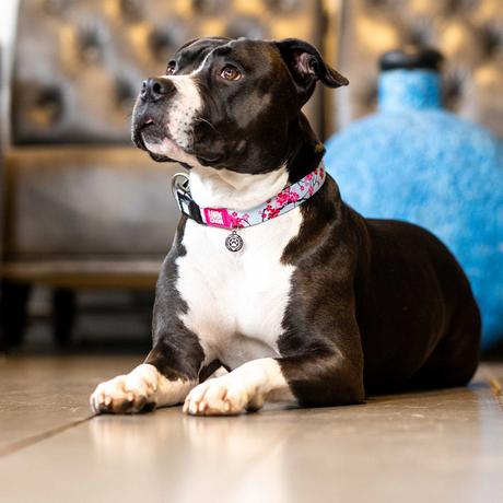 Black and white dog wearing a Max and Molly Cherry Blossom dog collar.