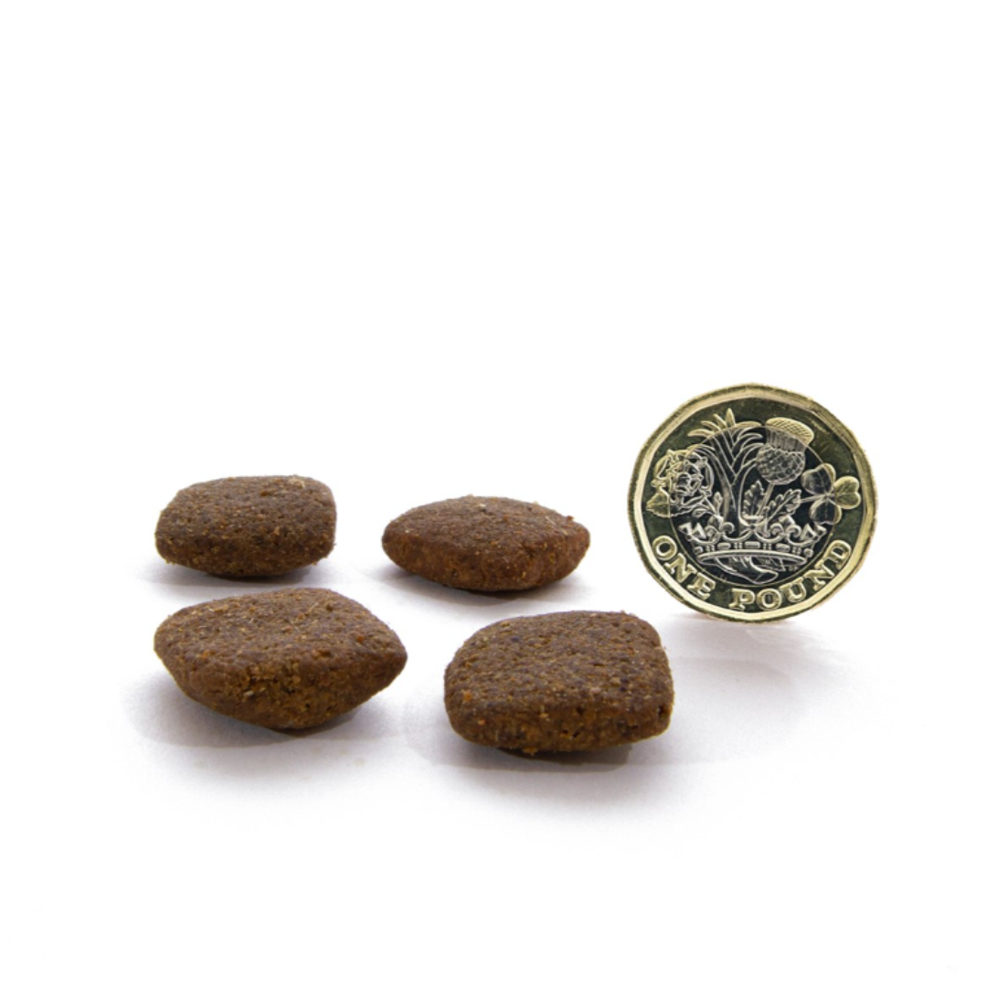 Canagan grass best sale fed lamb 12kg