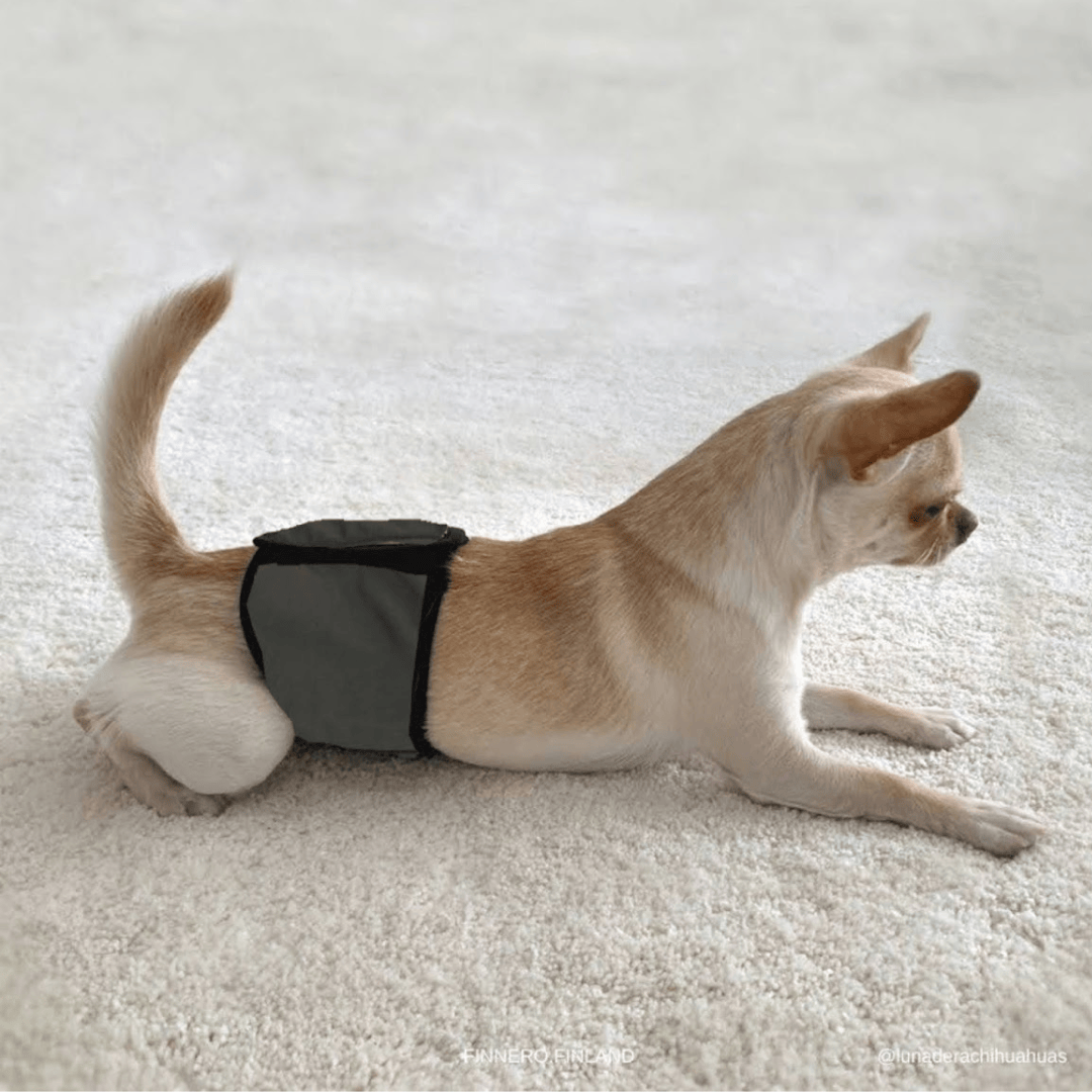 Finnero JustInCase Male Dog Belly Band - Main Image