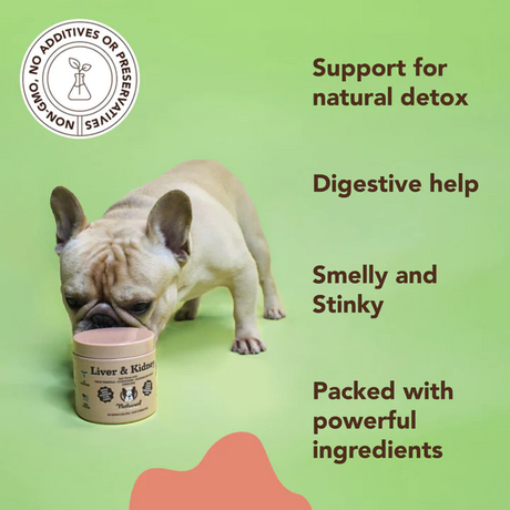French Bulldog Sniffing a tub of Natural Dog Company Liver and Kidney Chews, to the left of text saying "Support for natural detox, digestive help, smelly and stinky, packed with powerful ingredients"