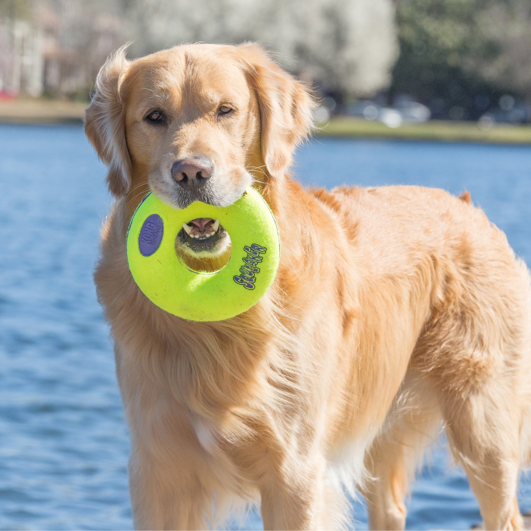 KONG AirDog Squeaker Donut