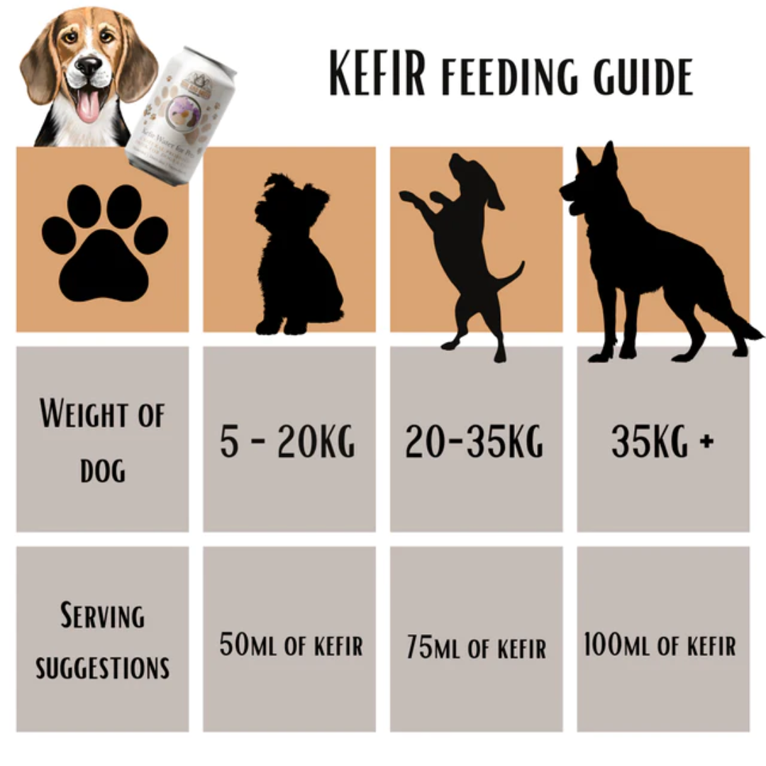 Kefir Water for Pets - Boil & Broth