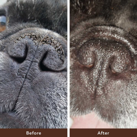 Before and after of dog's nose using the natural dog company snout soother