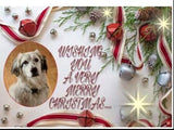 Cara Rescue Dogs Christmas Cards - 10 Pack