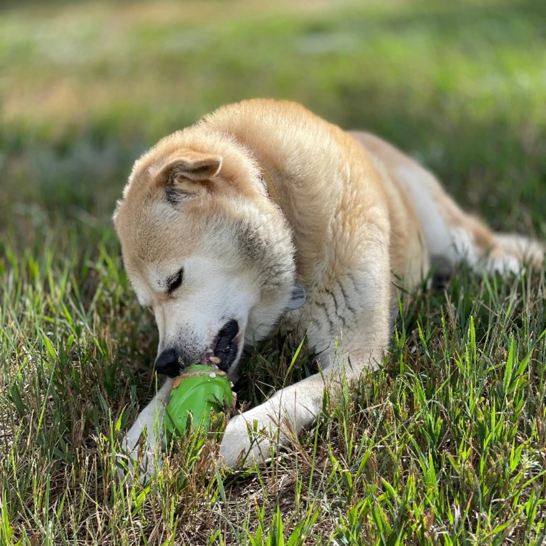 A dog feeding from the SodaPup Gnome Chew and Treat Dispenser on the grass outside