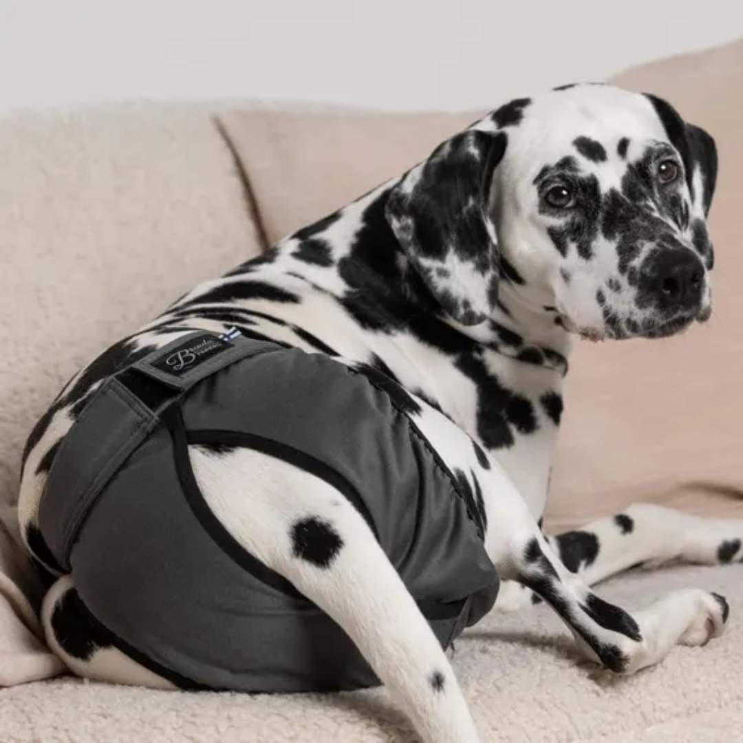 A Dalmation wearing the Finnero Brenda Heat Pants in Dark Grey on a 
 couch