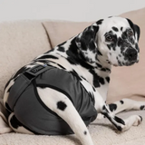 A Dalmation wearing the Finnero Brenda Heat Pants in Dark Grey on a 
 couch