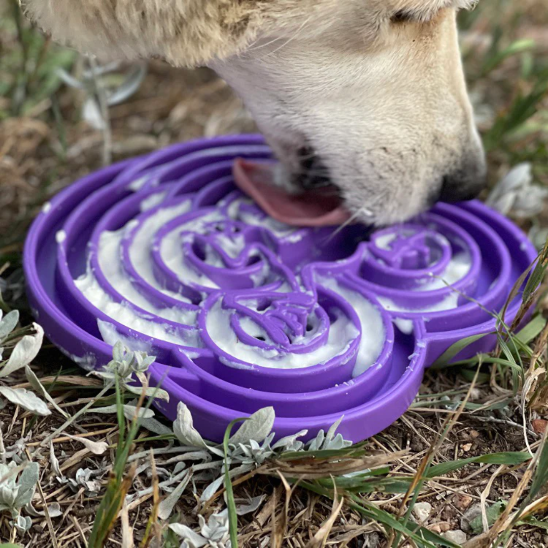 SodaPup Water Frog Enrichment Tray