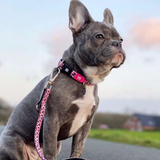 Blue french bulldog wearing a Pink Leopard Max and Molly dog collar and matching dog lead.