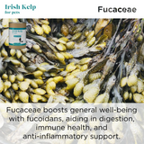 Organic Irish Kelp