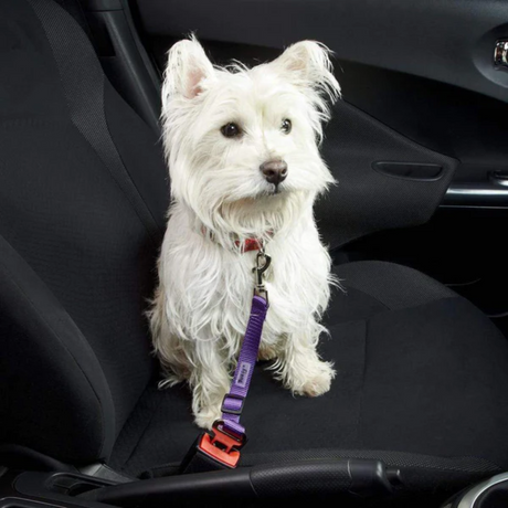 Bunty Pet Seat Belt