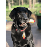 SodaPup Hot Dog Nylon Dog Chew