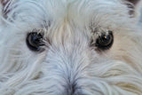 Holistic Hound Bright Eyes
