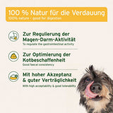 Dog with text about digestive health and product benefits on a white background