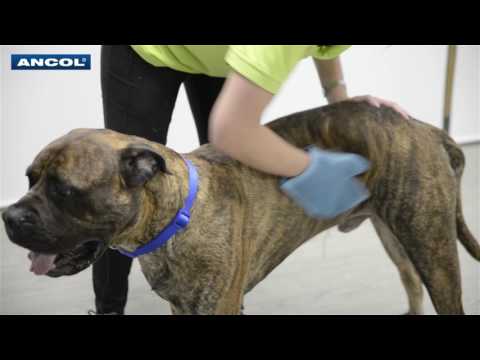 Ancol Dog Grooming Glove