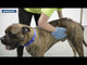 Ancol Dog Grooming Glove
