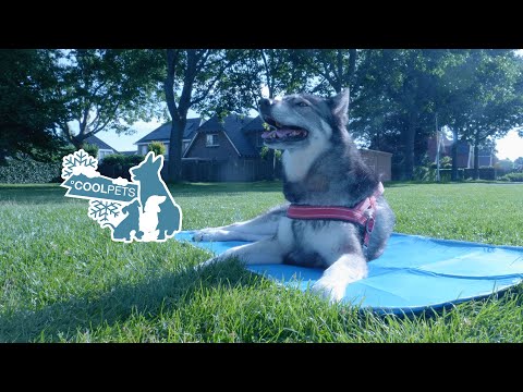 Dog Cooling Mat