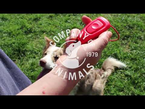 Coachi Whizzclick 2in1 Clicker and Whistle
