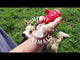 Coachi Whizzclick 2in1 Clicker and Whistle