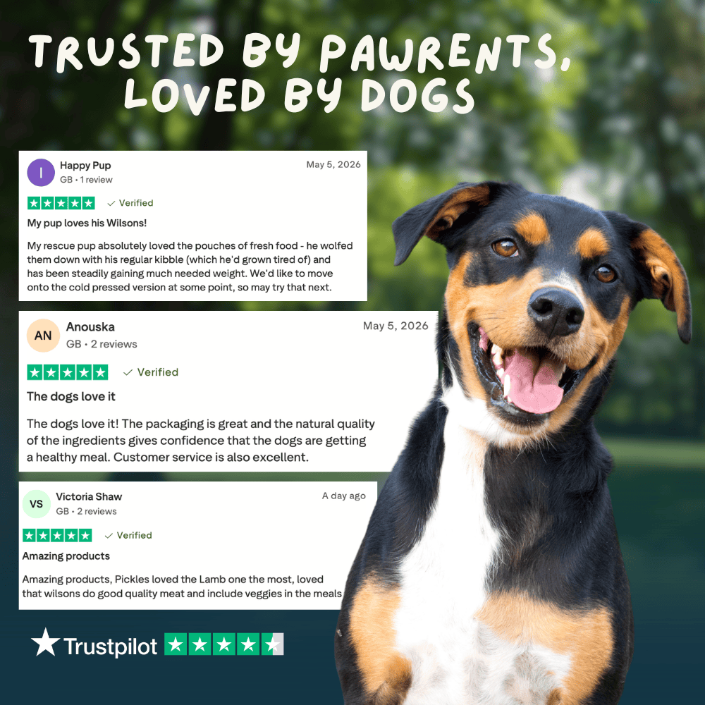 Dog with Trustpilot reviews on a green background