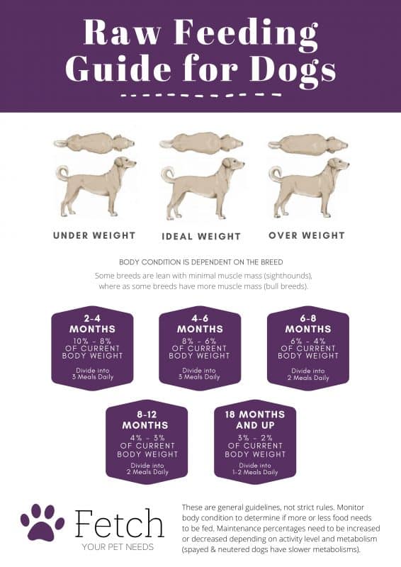 Fetch Raw Food Guide