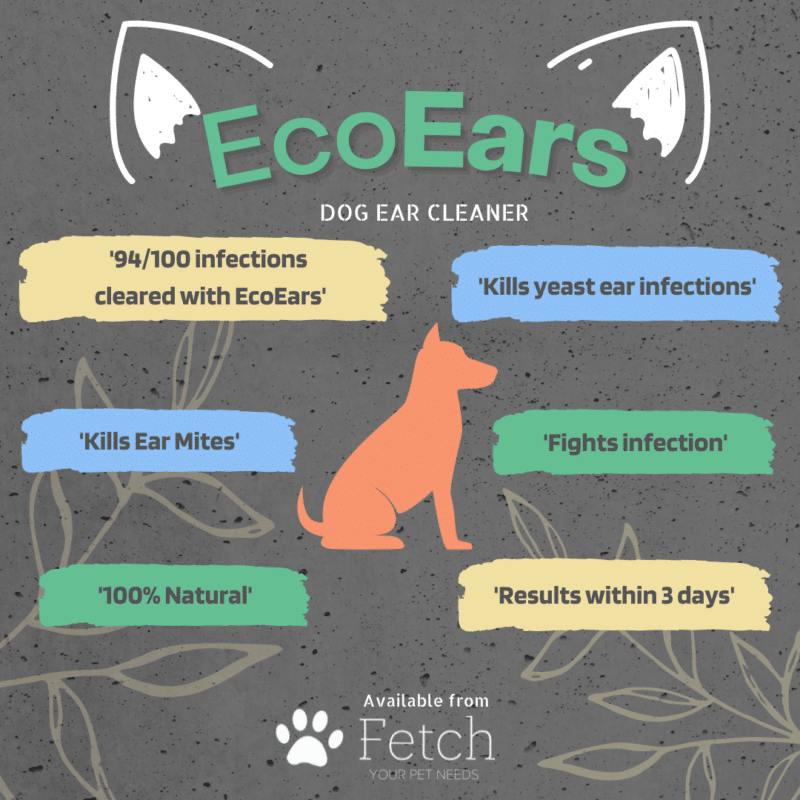 Dog Ear Infection