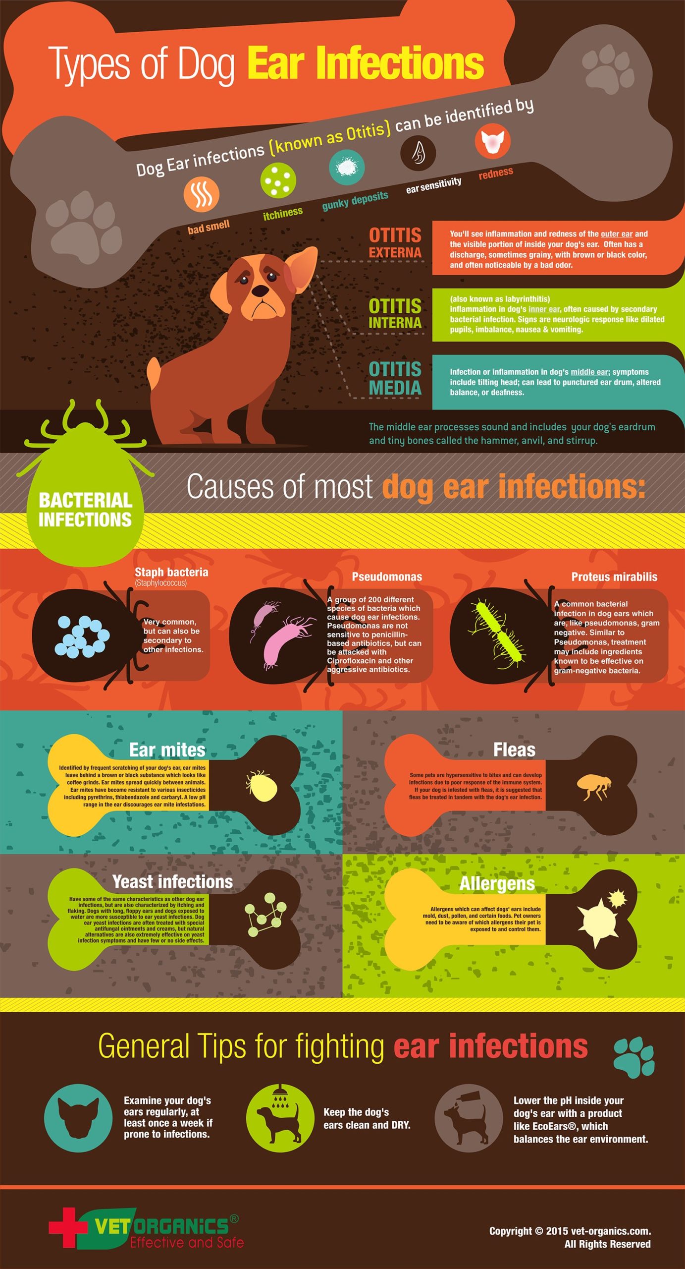 How to prevent a dog ear infection