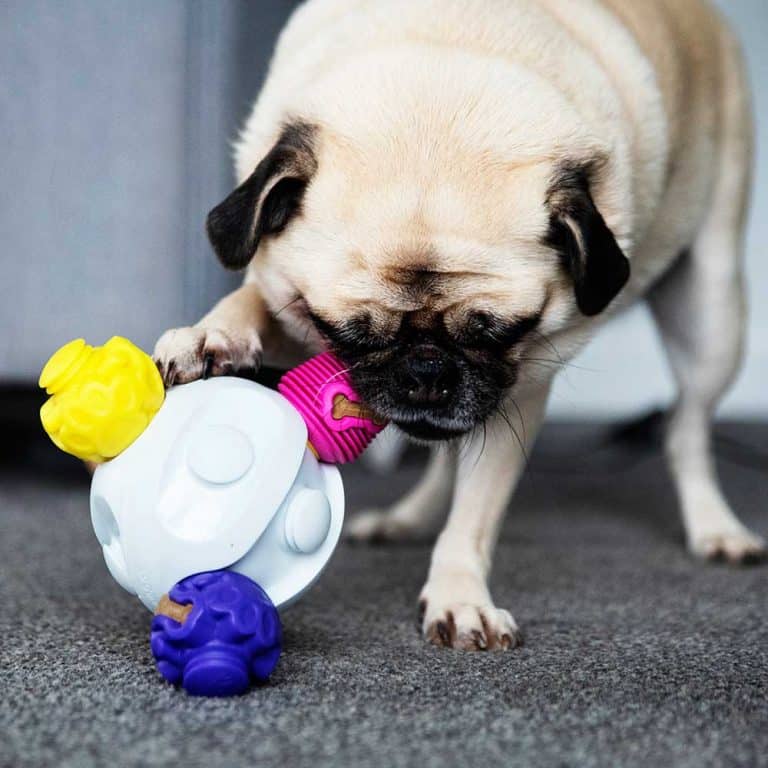 Pug playing with K9 Connectable Interactive Dog Toy to reduce anxiety at Halloween 
