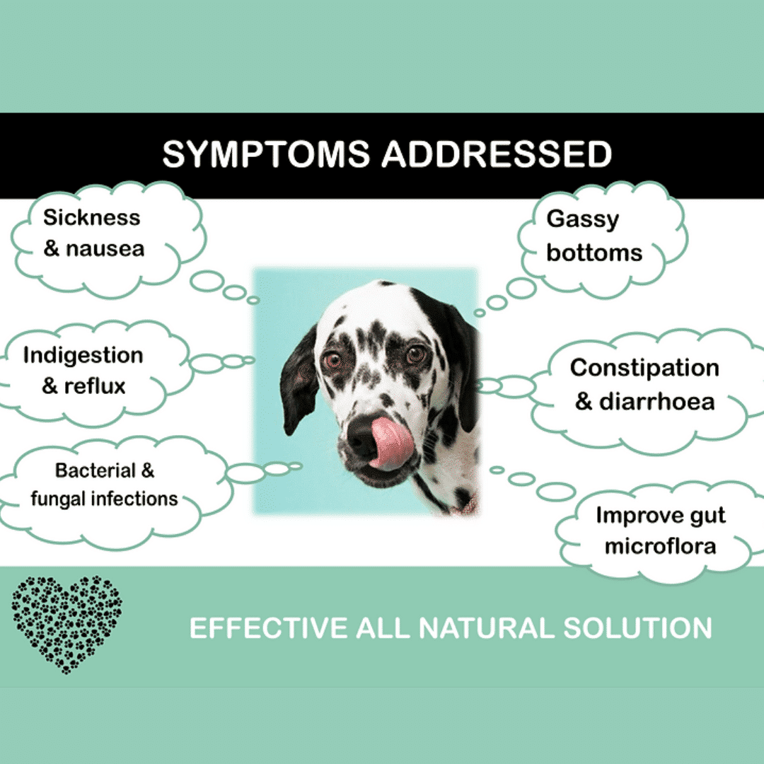 Holistic Hound Tummies Symptoms Addressed through the use of Probiotics and prebiotics for Dogs