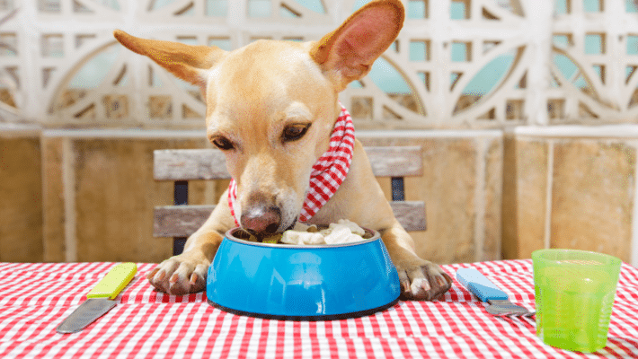 Dog Eating from a bowl at a table